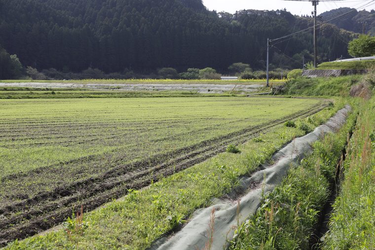 機能分離型排水桝 ① 施工前(水田の排水路)